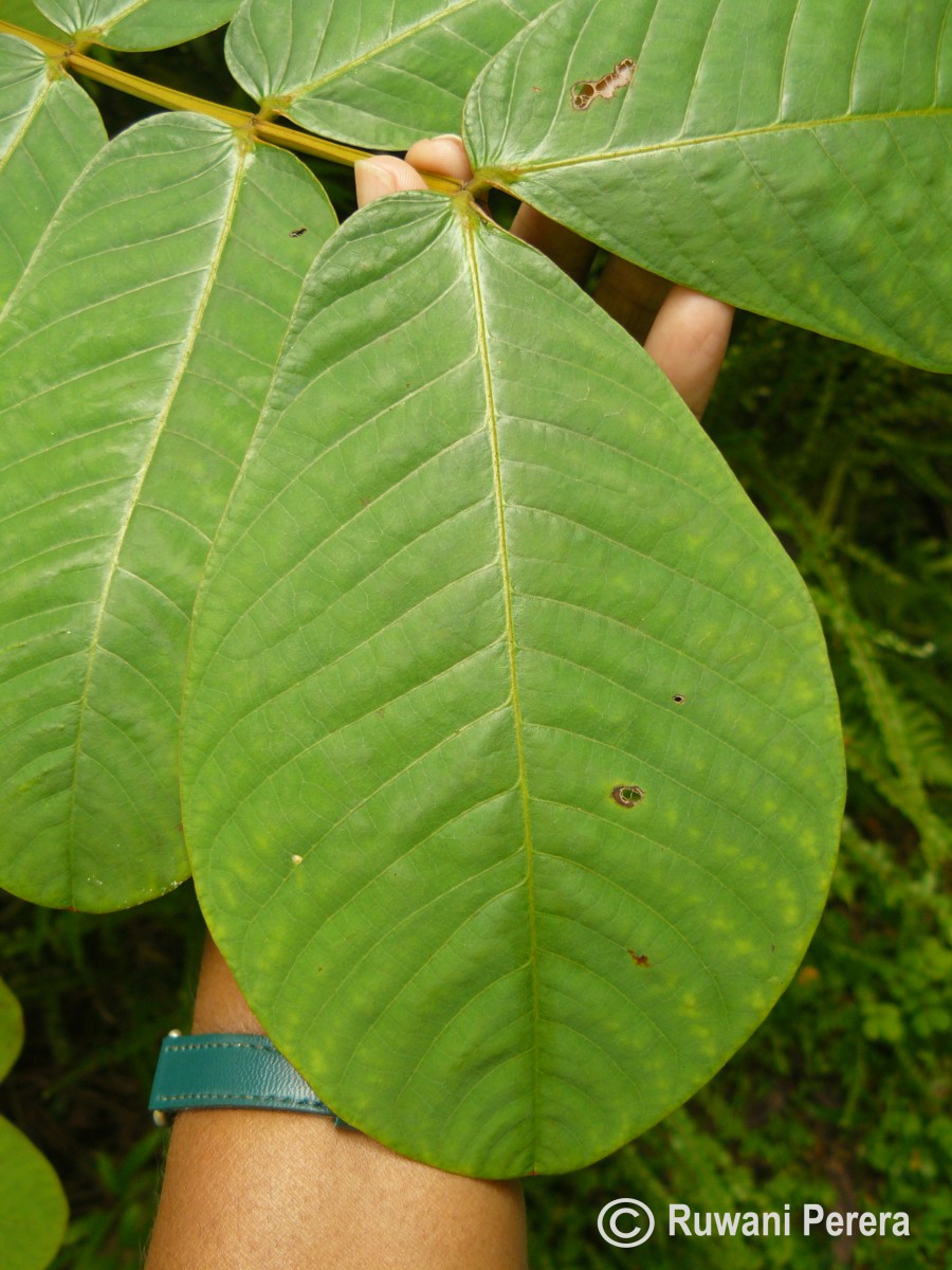 Senna alata (L.) Roxb.